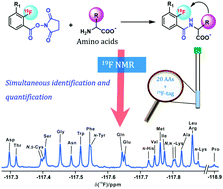 Graphical abstract: Simultaneous identification and quantification of amino acids in biofluids by reactive 19F-tags