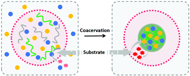 Graphical abstract: Construction of coacervates in proteinosome hybrid microcompartments with enhanced cascade enzymatic reactions