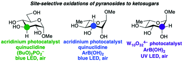 Graphical abstract: Photocatalytic, site-selective oxidations of carbohydrates