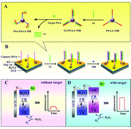 Graphical abstract: A photoelectrochemical biosensor based on methylene blue sensitized Bi5O7I for sensitive detection of PSA