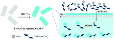 Graphical abstract: Detecting Mycobacterium Tuberculosis using a nitrofuranyl calanolide–trehalose probe based on nitroreductase Rv2466c