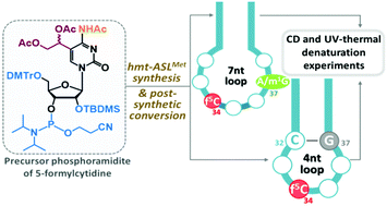 Graphical abstract: Synthesis and properties of the anticodon stem-loop of human mitochondrial tRNAMet containing the disease-related G or m1G nucleosides at position 37