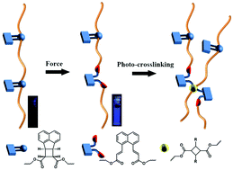 Graphical abstract: Force-induced strengthening of a mechanochromic polymer based on a naphthalene-fused cyclobutane mechanophore