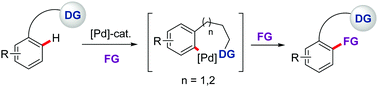 Graphical abstract: Remote ortho-C–H functionalization via medium-sized cyclopalladation