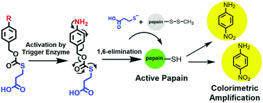 Graphical abstract: A self-immolative linker that releases thiols detects penicillin amidase and nitroreductase with high sensitivity via absorption spectroscopy