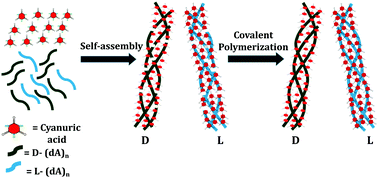 Graphical abstract: Supramolecular assembly-enabled homochiral polymerization of short (dA)n oligonucleotides