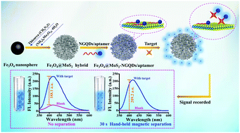 Graphical abstract: An upgraded 2D nanosheet-based FRET biosensor: insights into avoiding background and eliminating effects of background fluctuations