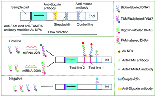 Graphical abstract: Cyclic chain displacement amplification-based dual-miRNA detection: a triple-line lateral flow strip for the diagnosis of lung cancer