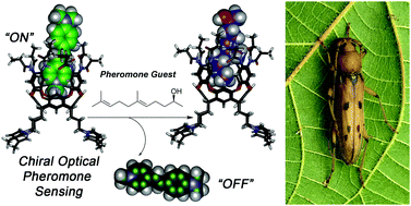 Graphical abstract: Enantioselective sensing of insect pheromones in water