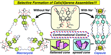 Graphical abstract: Metal-dependent selective formation of calix[4]arene assemblies based on dynamic covalent chemistry
