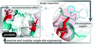 Graphical abstract: Protein inspired chemically orthogonal imines for linchpin directed precise and modular labeling of lysine in proteins