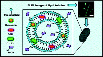 Graphical abstract: Formation of lipid tubules induced by a sugar-like molecule myo-inositol