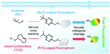 Graphical abstract: Isonitrile induced bioorthogonal activation of fluorophores and mutually orthogonal cleavage in live cells
