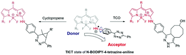 Graphical abstract: Red-emitting fluorogenic BODIPY-tetrazine probes for biological imaging
