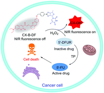 Graphical abstract: A novel near-infrared theranostic probe for accurate cancer chemotherapy in vivo by a dual activation strategy