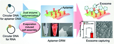 Graphical abstract: Construction of a two-dimensional DNA–RNA hybridized membrane for collecting tumor-derived exosomes