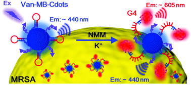 Graphical abstract: Ratiometric fluorescence detection of pathogenic bacteria based on dual-recognition nanoprobes with controllable G-quadruplex release