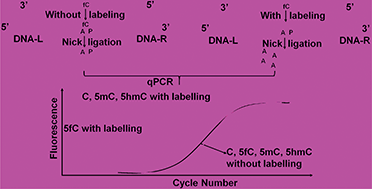 Graphical abstract: Bisulfite-free and quantitative detection of 5-formylcytosine in DNA through qPCR