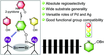 Graphical abstract: Coordination effect enabled palladium-catalyzed regioselective O-alkylation of 2-pyridones