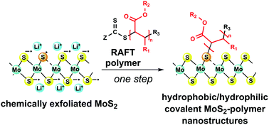 Graphical abstract: One-step covalent hydrophobic/hydrophilic functionalization of chemically exfoliated molybdenum disulfide nanosheets with RAFT derived polymers
