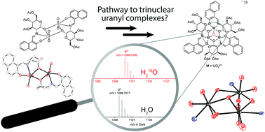 Graphical abstract: Insights at the molecular level into the formation of oxo-bridged trinuclear uranyl complexes