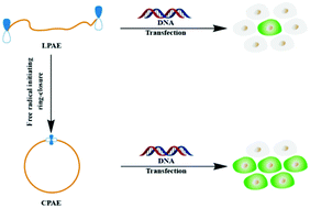 Graphical abstract: Cyclic poly(β-amino ester)s with enhanced gene transfection activity synthesized through intra-molecular cyclization