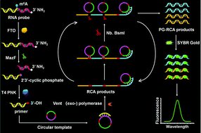 Graphical abstract: Label-free and sensitive detection of RNA demethylase FTO with primer generation rolling circle amplification