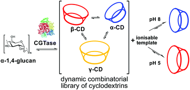 Graphical abstract: pH-Responsive templates modulate the dynamic enzymatic synthesis of cyclodextrins