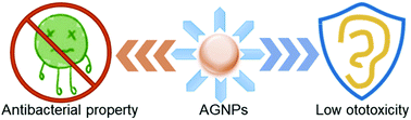 Graphical abstract: Aminophenol-modified gold nanoparticles kill bacteria with minimal ototoxicity