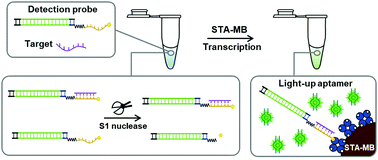 Graphical abstract: MicroRNA detection using light-up aptamer amplification based on nuclease protection transcription