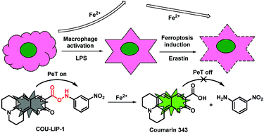 Graphical abstract: A PET-based fluorescent probe for monitoring labile Fe(ii) pools in macrophage activations and ferroptosis