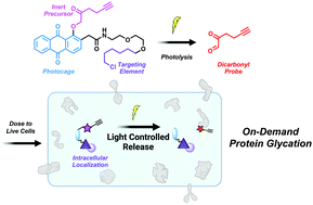 Graphical abstract: Photocaged dicarbonyl probe provides spatiotemporal control over protein glycation