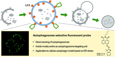 Graphical abstract: An indole-based fluorescent chemosensor targeting the autophagosome