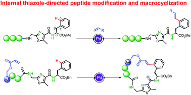 Graphical abstract: Macrocyclization of bioactive peptides with internal thiazole motifs via palladium-catalyzed C–H olefination