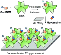 Graphical abstract: Targeted delivery of maytansine to liver cancer cells via galactose-modified supramolecular two-dimensional glycomaterial
