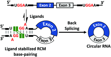Graphical abstract: Mismatch binding ligand upregulated back-splicing reaction producing circular RNA in a cellular model