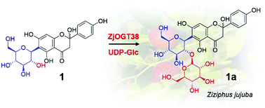 Graphical abstract: A highly selective 2′′-O-glycosyltransferase from Ziziphus jujuba and De novo biosynthesis of isovitexin 2′′-O-glucoside