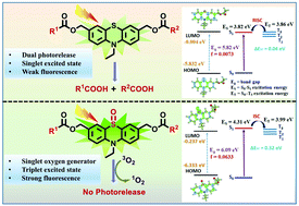 Graphical abstract: Switching photorelease to singlet oxygen generation by oxygen functionalization of phenothiazine photocages
