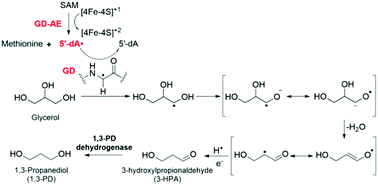 Graphical abstract: Mechanistic investigation of B12-independent glycerol dehydratase and its activating enzyme GD-AE