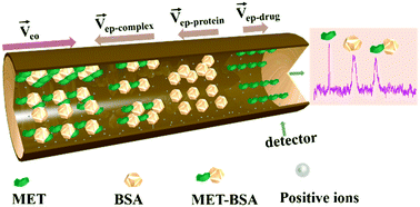 Graphical abstract: Investigation of metformin hydrochloride–bovine serum albumin interaction by narrow-bore capillary zone electrophoresis