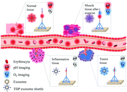 Graphical abstract: Engineering a dual-responsive, exosome-surface anchored DNA nanosensor for microenvironment monitoring in vivo