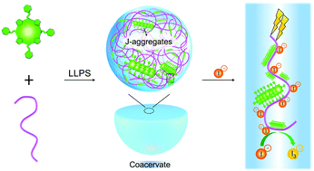 Graphical abstract: Coacervate microdroplets incorporating J-aggregates toward photoactive membraneless protocells