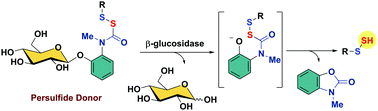 Graphical abstract: Enhancing cellular sulfane sulfur through β-glycosidase-activated persulfide donors: mechanistic insights and oxidative stress mitigation