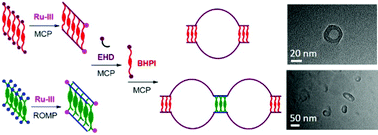 Graphical abstract: Synthesis of conjugated segment-based cyclic polymers for direct imaging of the cyclic molecular topology