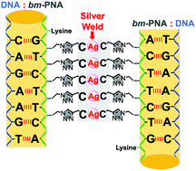 Graphical abstract: Silver soldering of PNA:DNA duplexes: assembly of a triple duplex from bimodal PNAs with all-C on one face