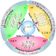 Graphical abstract: Structural diversity and magnetic properties of six ferrocenyl monocarboxylate Mn(ii), Ni(ii) and Co(ii) complexes with 1D aqua, carboxyl or dinuclear hydroxyl bridges