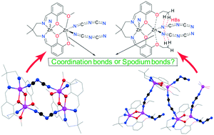 Graphical abstract: Differentiating intramolecular spodium bonds from coordination bonds in two polynuclear zinc(ii) Schiff base complexes