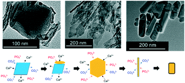 Graphical abstract: Morphological evolution of carbonated hydroxyapatite to faceted nanorods through intermediate states