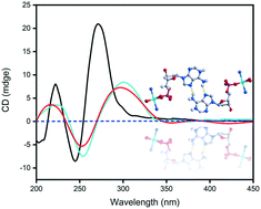 Graphical abstract: Studies on the structure and chirality of A-motif in adenosine monophosphate nucleotide metal coordination complexes