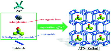 Graphical abstract: Synthesis of a new ATN-type zeolitic imidazolate framework through cooperative effects of N,N-dipropylformamide and n-butylamine